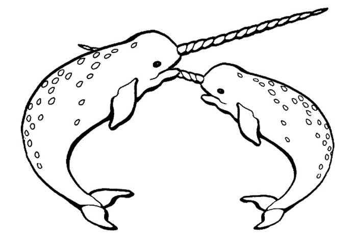 narwhal whale