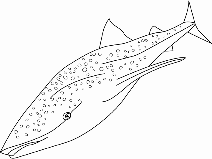 whale shark coloring